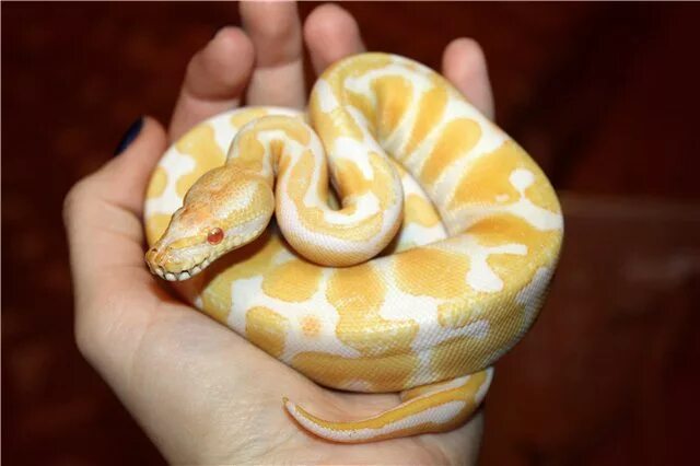 Желтый удав фото Burmese python 4 Yellow animals, Pet snake, Yellow snake