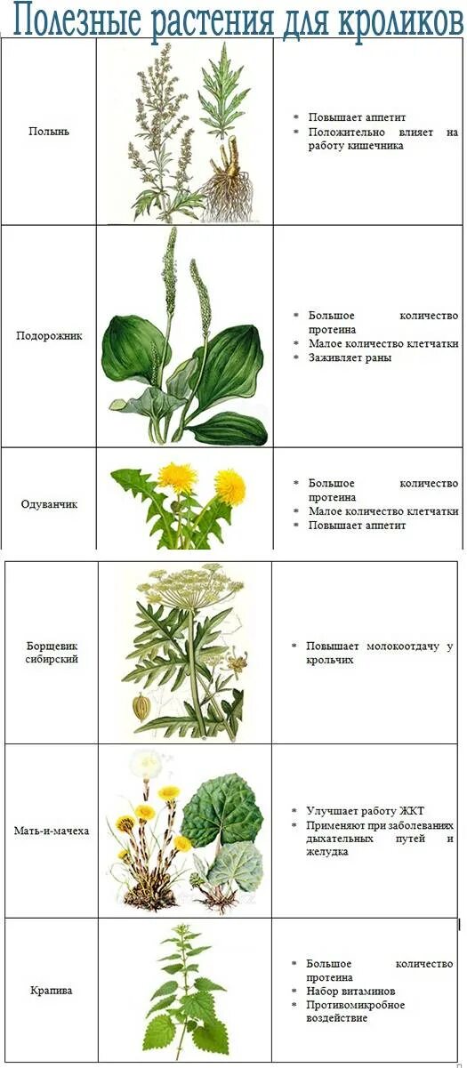 Какую траву можно курам. Какие растения нельзя кроликам. Ядовитые растения для кроликов. Ядовитые травы для кроликов. Какую траву можно давать кроликам.