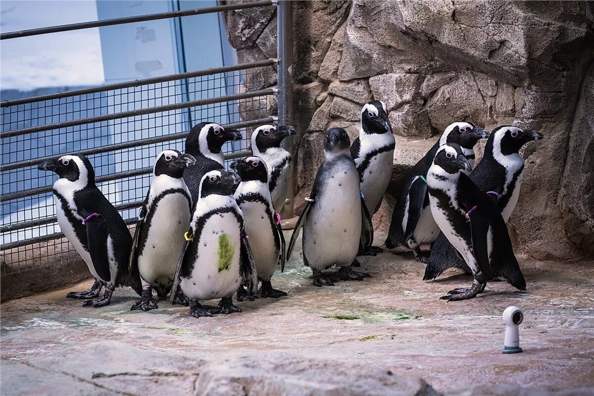 королевские пингвины в московском зоопарке. висконсин зоопарк пингвины. ленинградский зоопарк пингвины. московский зоопарк пингвины. висконсин зоопарк пингвины.