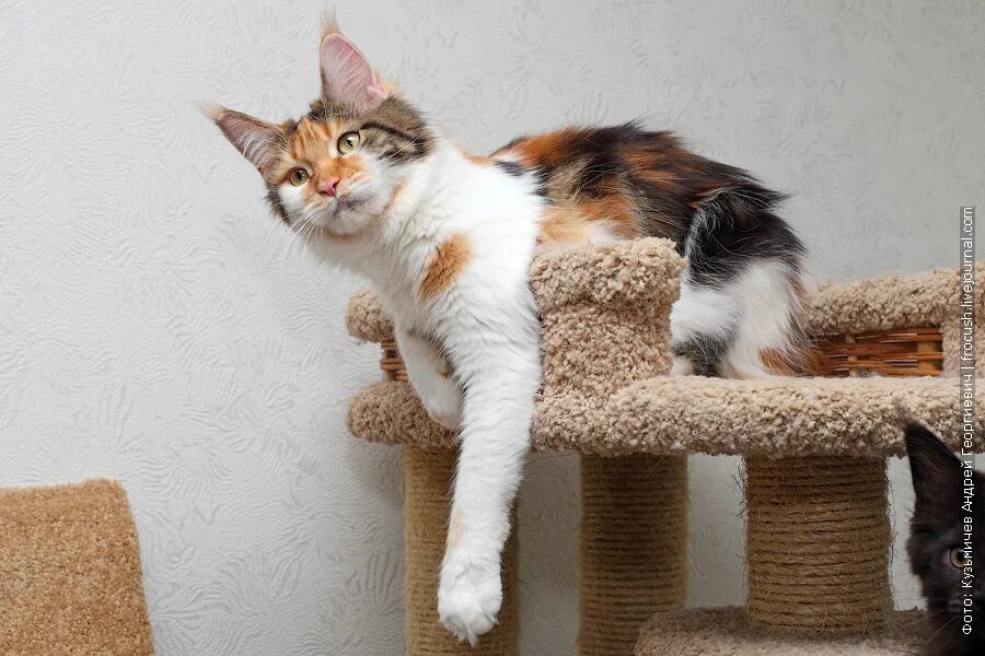 Гипертрофическая кардиомиопатия у мейн кунов. Мейн кун проблемы с сердцем. Котики мейн куны. Окрас f22 мейн кун. Передние лапы мейн куна.