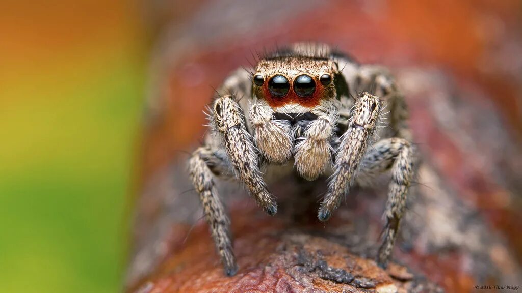 Free Images : nature, outdoor, fauna, material, invertebrate, spider web, close 