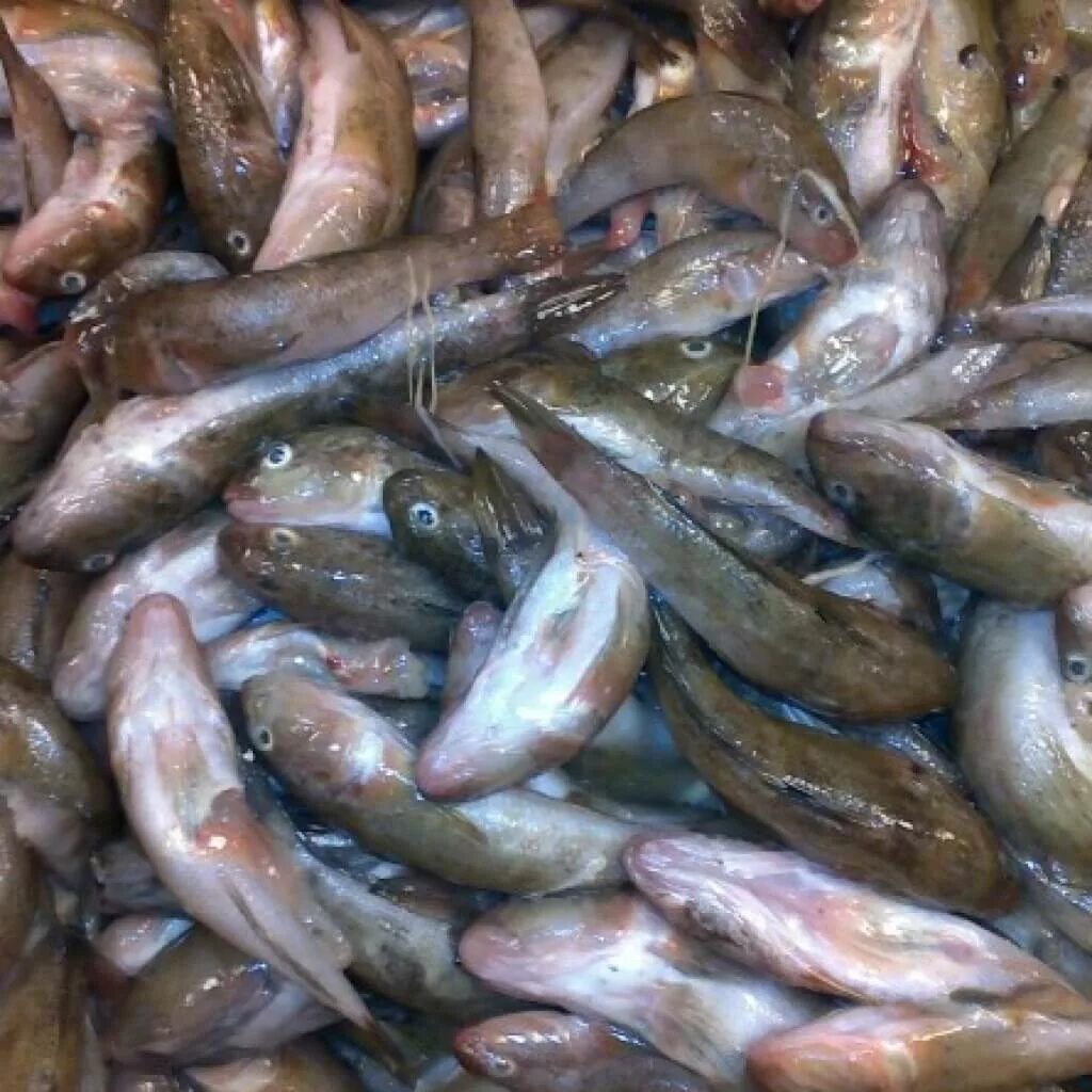 Свежие бычки. Азовский бычок рыба. бычки азовского моря. бычок рыба морской азовский. бычок рыба азовское море.