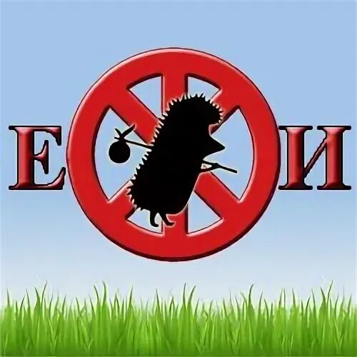 Группа еж