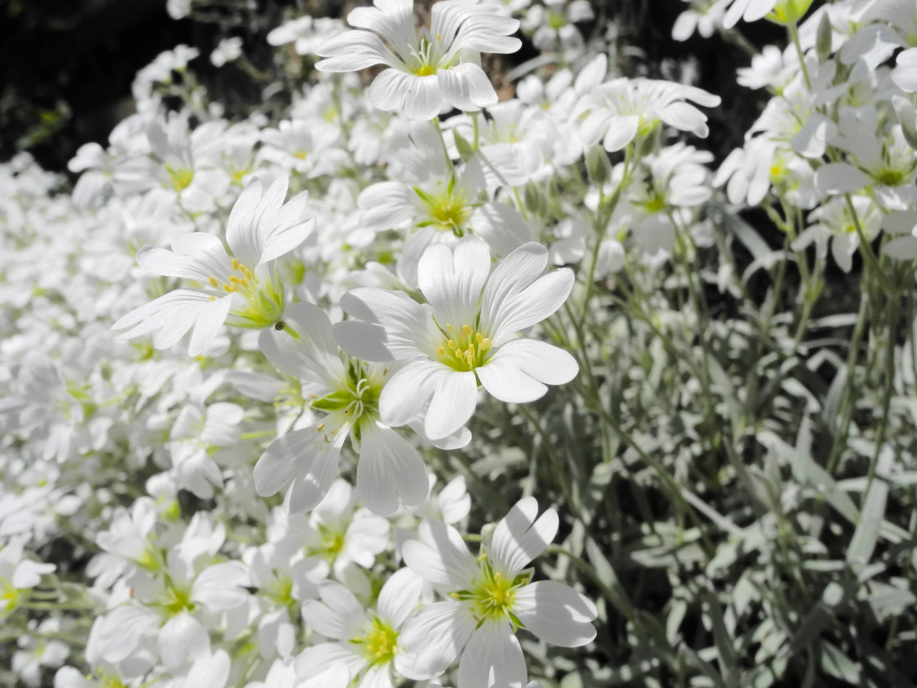 Растение ясколка фото. Ясколка войлочная Биберштейна. Ясколка войлочная (Cerastium tomentosum). Цветы Ясколка Биберштейна. Ясколка войлочная Альпийская.