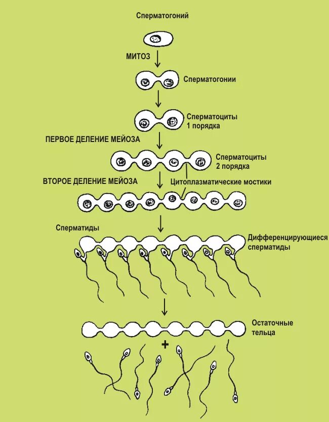 Сперматогенез сколько клеток. Сперматогонии сперматоциты. Период созревания сперматогенез. Сперматогонии 2 типа клеток. Сперматогонии 1 порядка.