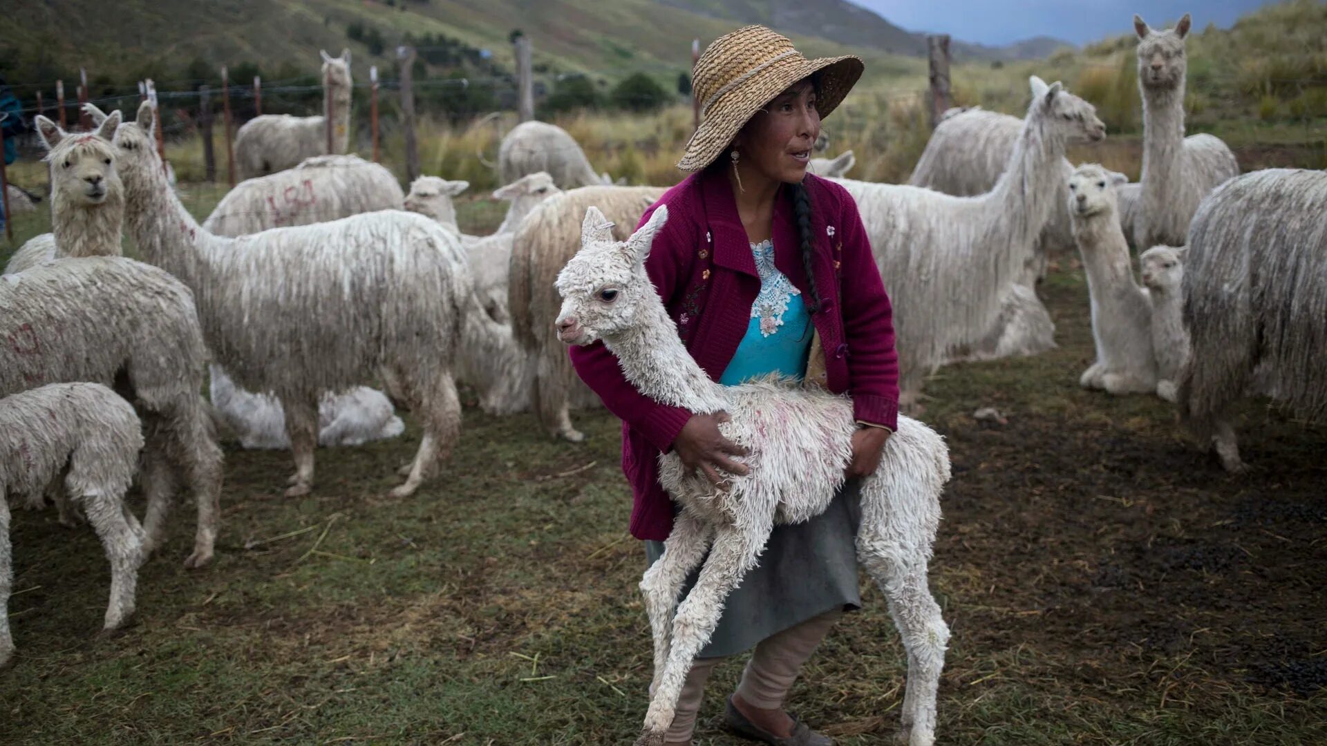 Ферма альпак в Чили. Пастух альпак. Шерсть альпаки. Перу альпака.