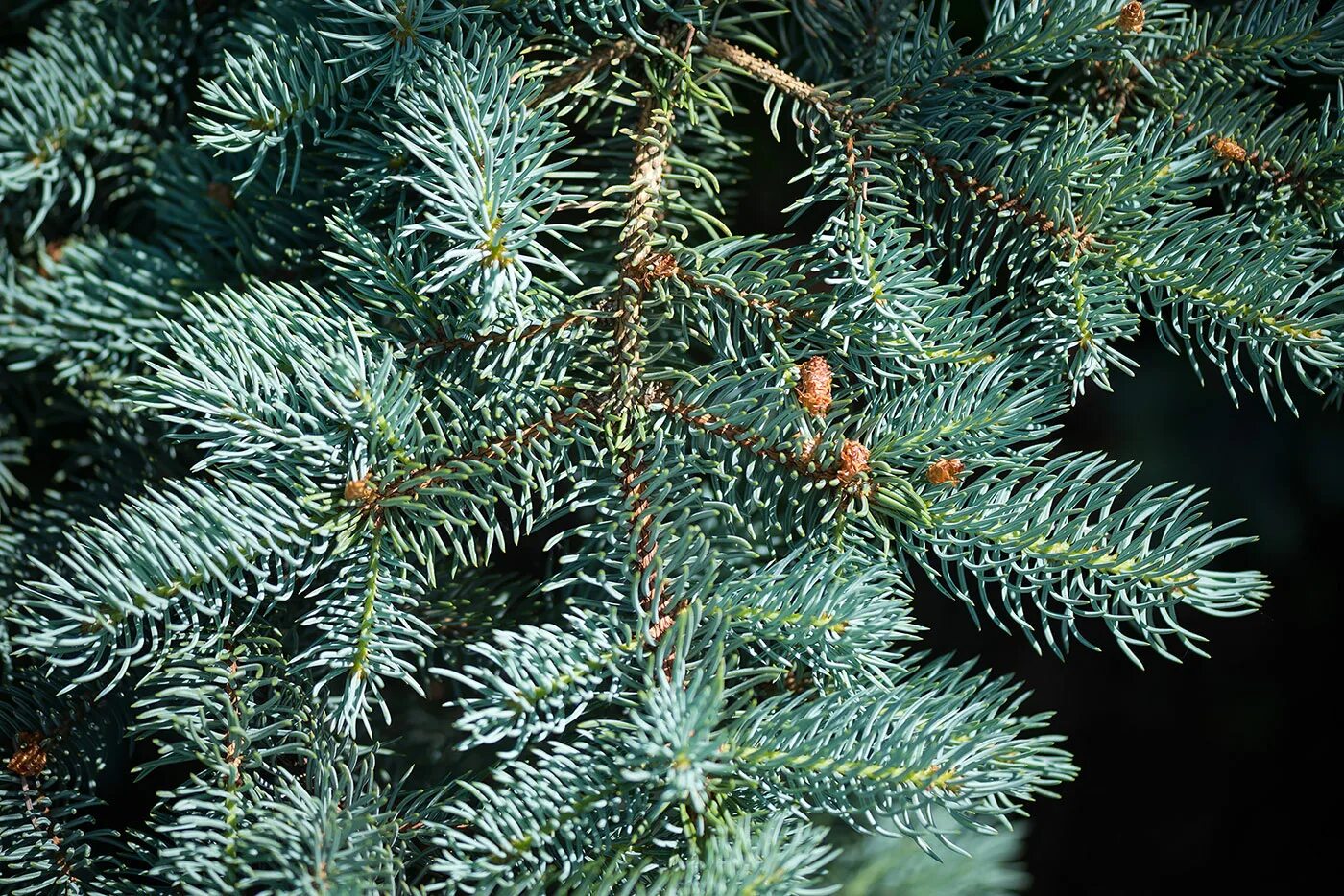 Продажа семена ели. Костер'/Picea pungens 'Koster. Picea pungens f. glauca. Picea pungens шишки. Ель колючая Глаука почки.