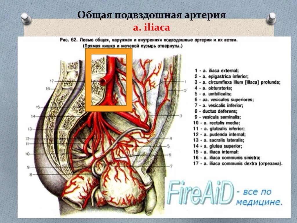 Arteria iliaca communis анатомия. Внутренняя подвздошная артерия анатомия. Ветви наружной подвздошной артерии анатомия. Пупочная артерия анатомия у взрослого.