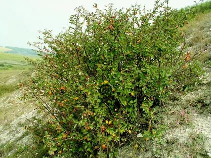 Низкорослый колючий кустарник