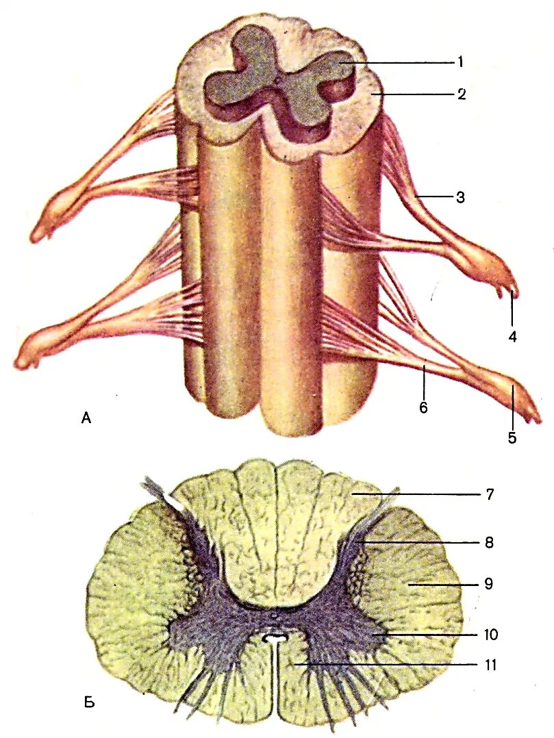 Реконструкция и поперечный разрез спинного мозга. Поперечный разрез спинного мозга анатомия. Строение спинного мозга на поперечном разрезе. Строение сегмента спинного мозга.