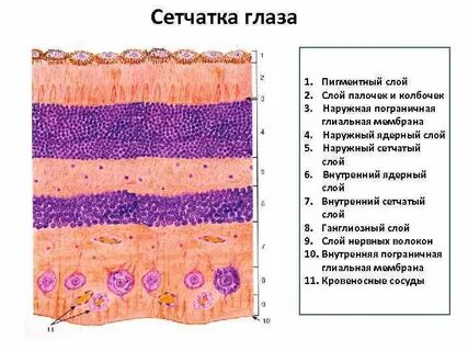 Слои глаза