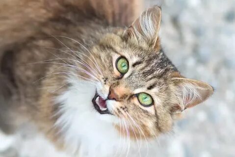 Мяуканье кота слушать громко в брачный период
