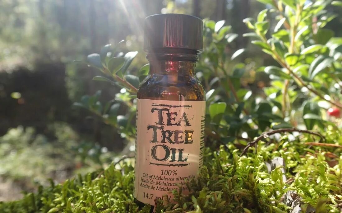 Tea Tree Oil. Масло чайного дерева. Ароматерапия чайное дерево. Tree Oil масло. Где купить чайное дерево