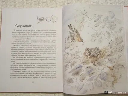 Воробушек рассказ на дзен 36