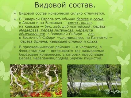 Почему видовой состав растений в северных районах