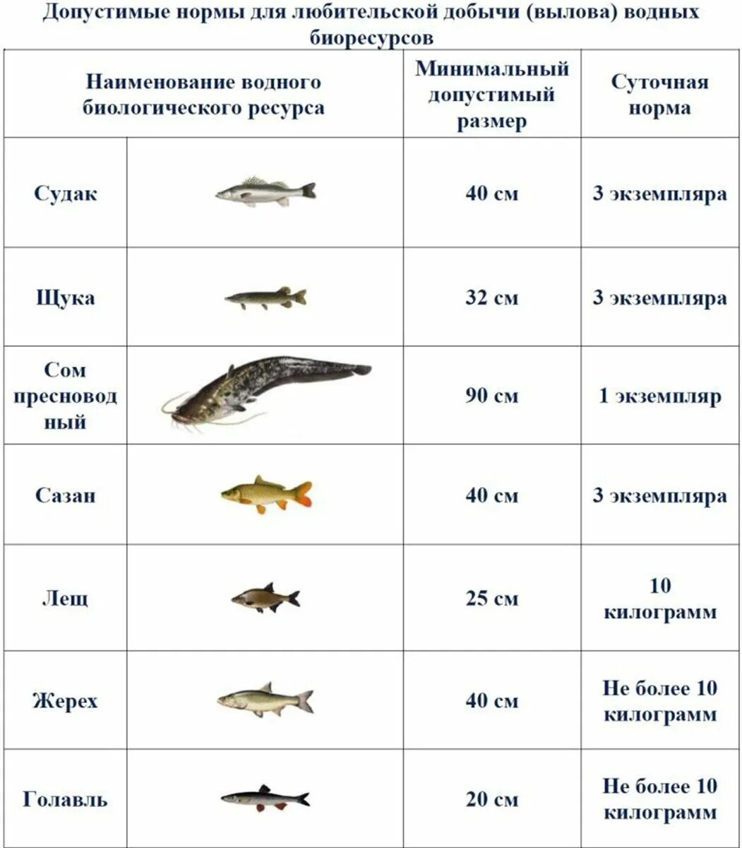 Допустимый размер ловли рыбы. Размеры рыб - разрешённые для ловли рыбы.. Нормы и размер вылова рыбы окунь. Разрешенный размер щуки.