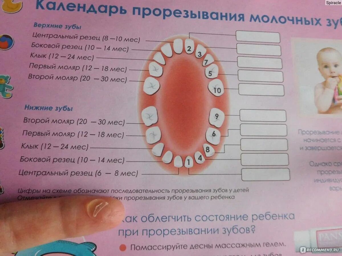Прорезывание зубов у детей. Признаки прорезания зубов. Зубы до года.