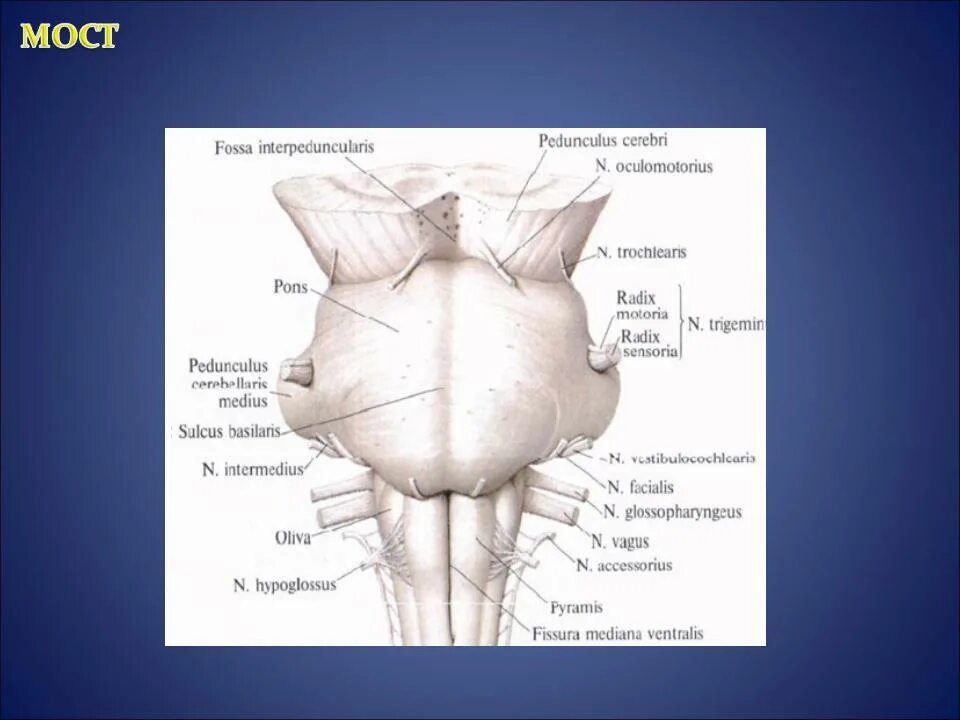 Вентральная поверхность продолговатого мозга. Продолговатый мозг строение задняя поверхность. Вентральная поверхность продолговатого мозга анатомия. Дорсальная поверхность продолговатого мозга.