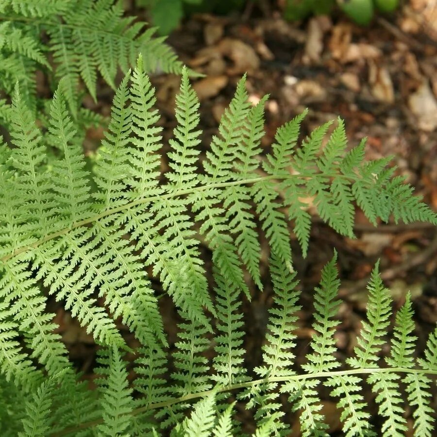 щитовник фото. папоротник щитовник. щитовник сорусы. щитовник фото. папоротник дриоптерис.