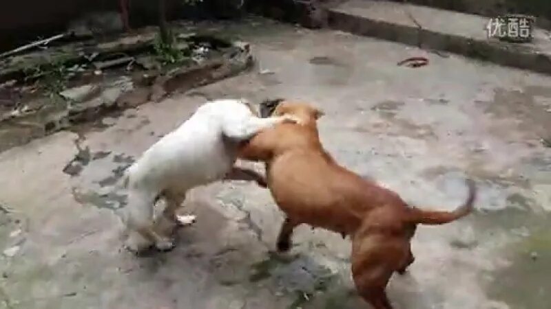 Халти для булли. Американский питбультерьер злой. Бультерьер кобель. Собачьи бои канарский дог. Бойцовский бультерьер бой.