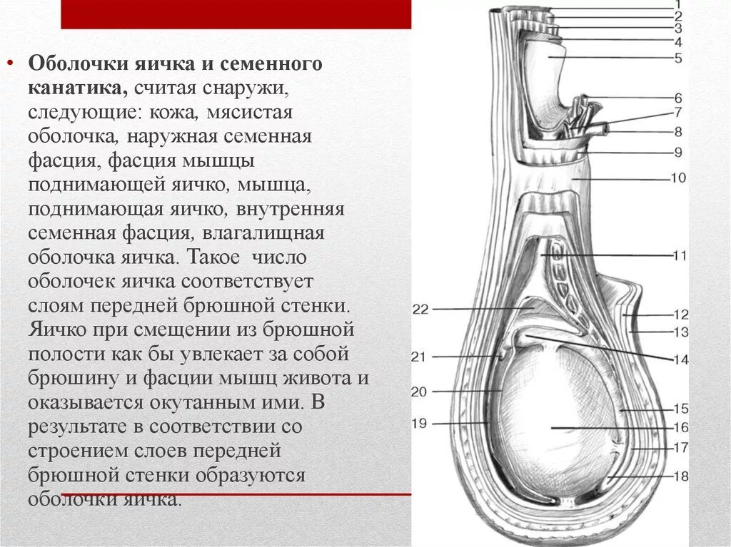 Семенной канатик анатомия строение. Стенки семенного канатика. Семенной канатик строение оболочки. Составные части семенного канатика.