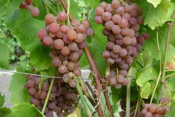 Виноград винный платовский. Сорт винограда платовский. Мускат магарача. Сорт винограда платовский. Виноград сорт платовский отзывы.