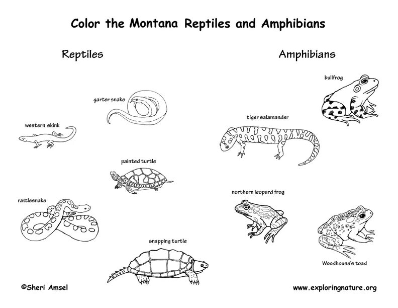 Reptiles mammals. Как зимуют земноводные и пресмыкающиеся. Интересное задание по амфибиям и рептилиям. Пресмыкающиеся и земноводные для детей. Раскраски земноводные и пресмыкающиеся.