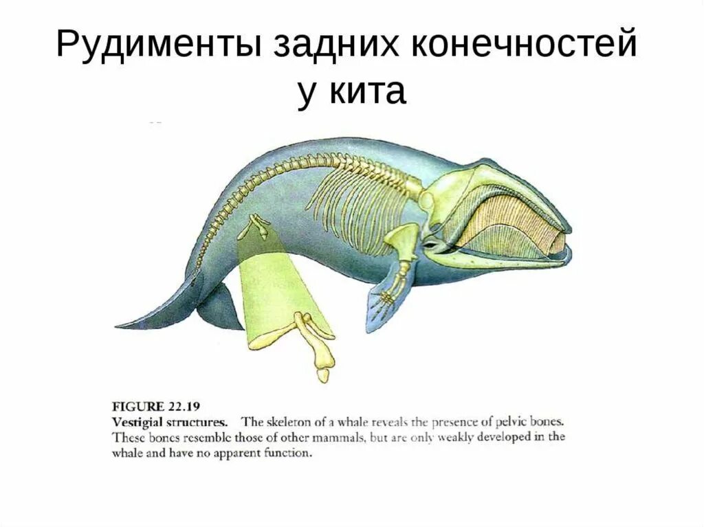 Редукция китов