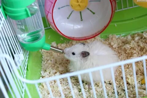 Уход за сирийским хомяком