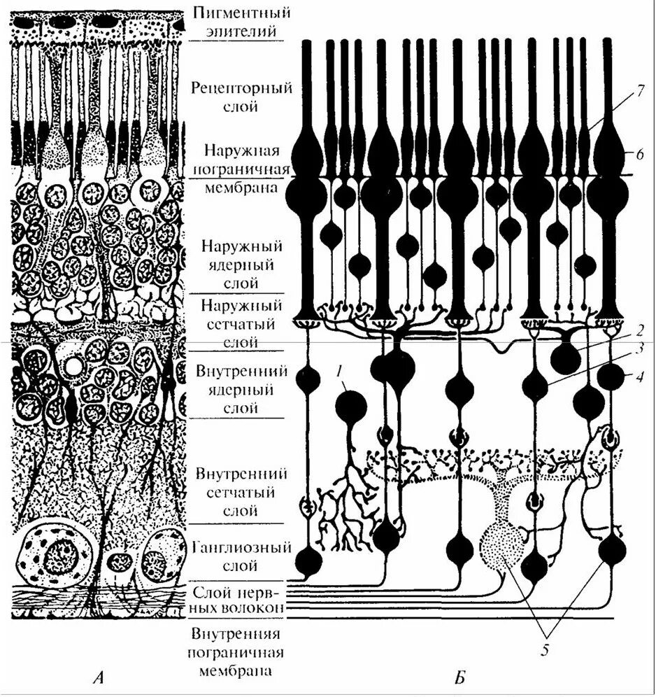 Строение сетчатки рисунок. Фоторецепторы биполярные клетки ганглиозные клетки. Слои сетчатки 10 слоев. Слои сетчатки глаза гистология. Строение сетчатки гистология.