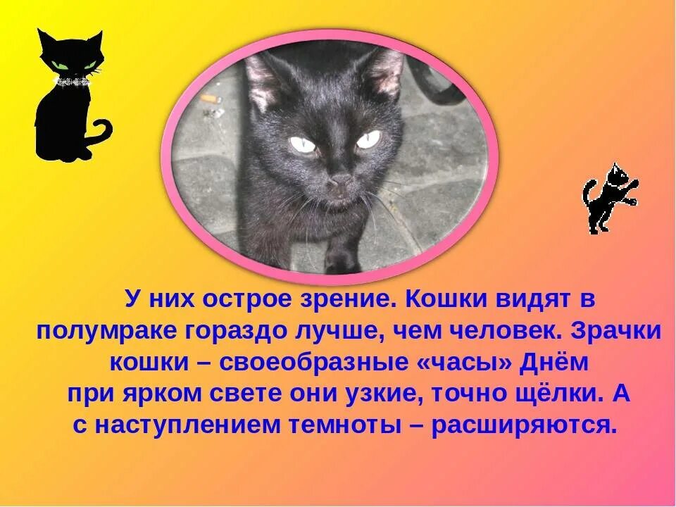 Как выглядела человеку кошка