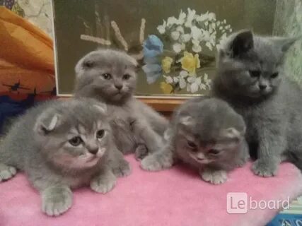 Шотландская вислоухая котята даром