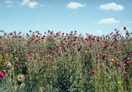 Field description