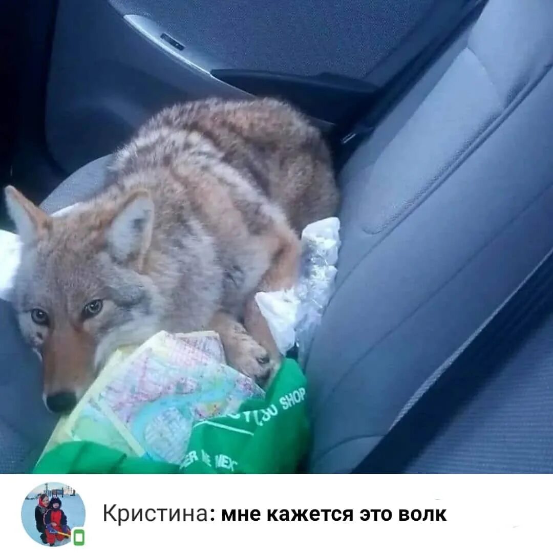 Варе повезло ее подобрал какой то сердобольный. Затолкала волка в машину. девушка подобрала волка. женщина затащила волка в машину. нашла волка и запихала в машину.