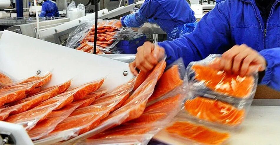 Рыба массового поражения. Рыбообрабатывающий завод Норвегия. Рыбоперерабатывающий завод. Производство рыбы. Упаковка рыбы производство.