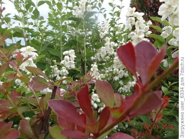 Пахнущий кустарник. Пахнущий кустарник