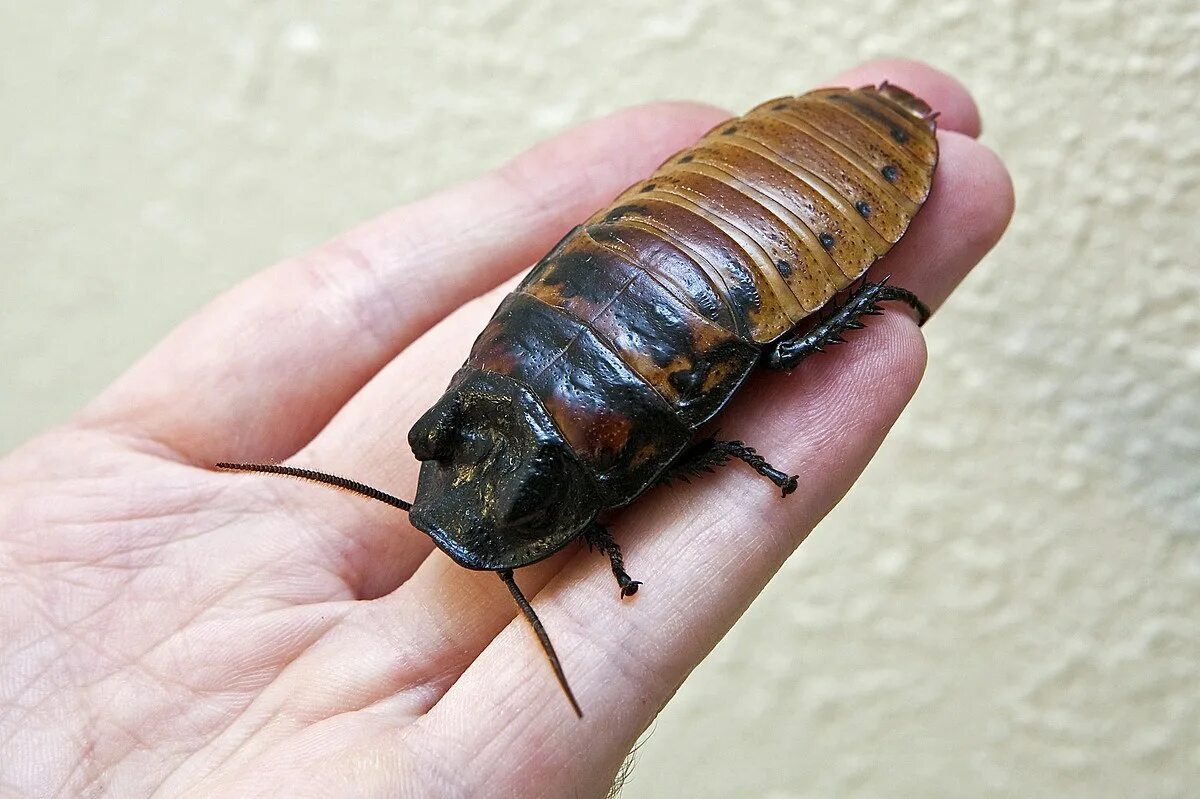 Blaberus giganteus. Мадагаскарский таракан черный. Megaloblatta blaberoides. Жук таракан мадагаскарский. Таракан мадагаскарский.