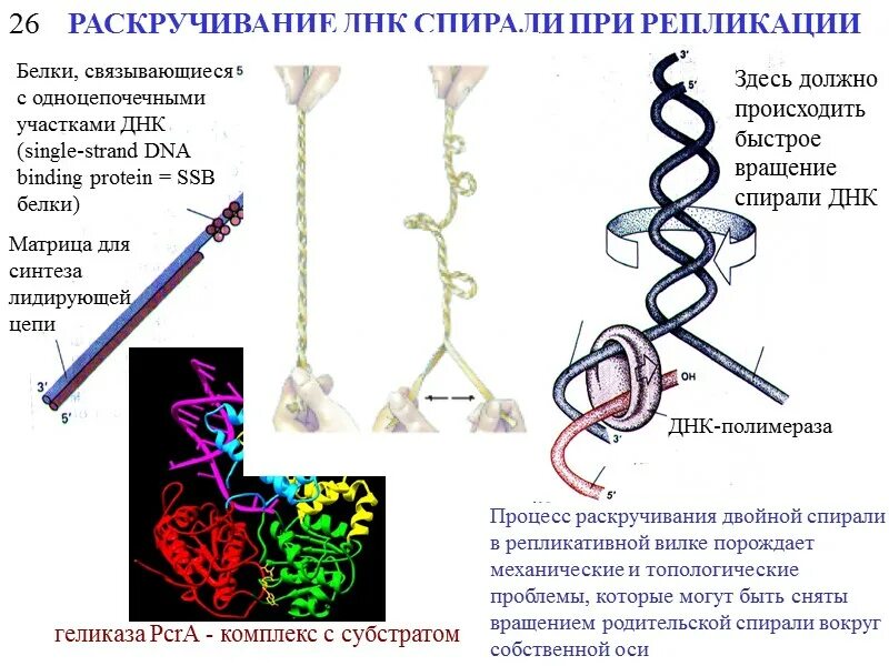 Процесс раскручивания молекул днк