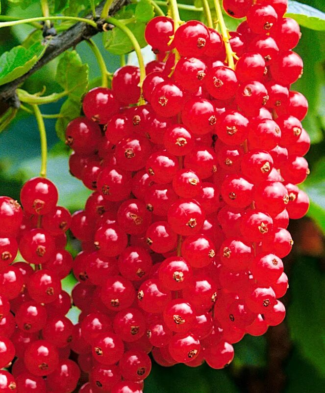 Смородина красная ненаглядная. Смородина красная ненаглядная описание сорта. Смородина красная газель. Смородина красная ненаглядная. Смородина красная ненаглядная.