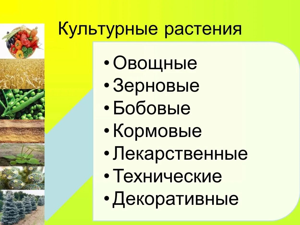 Культурные растения растения. Культурные деревья. Культура культурные растения. Культурные растения презентация. Культура культурные растения.