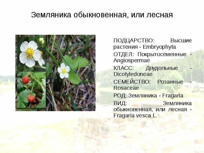 Земляника относится к растениям. Земляника лесная систематика. классификация земляники лесной. земляника лесная покрытосеменных. покрытосеменные растения земляника.