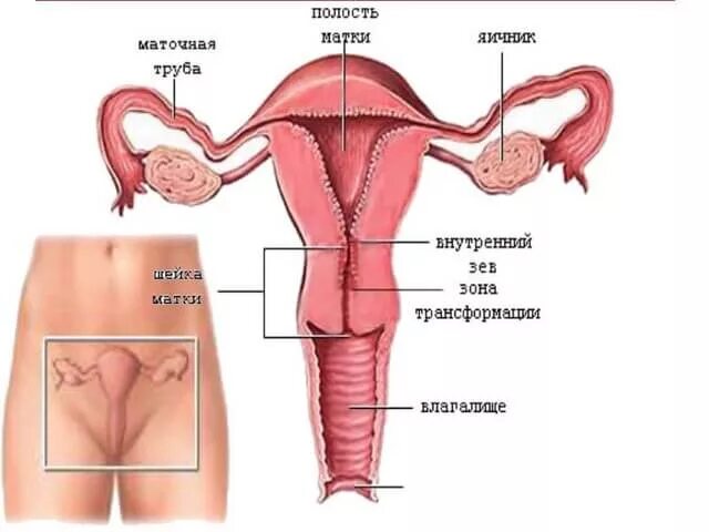 Матка строение анатомия расположение. Строение матки. Женские внутренние органы. Схема женских половых органов. Женские половые органы яичник