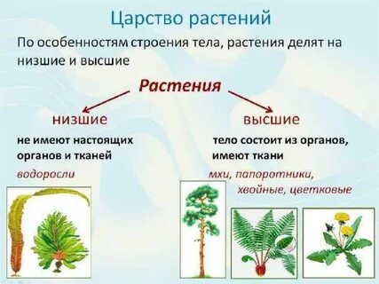 Характерные особенности высших растений 7 класс примеры