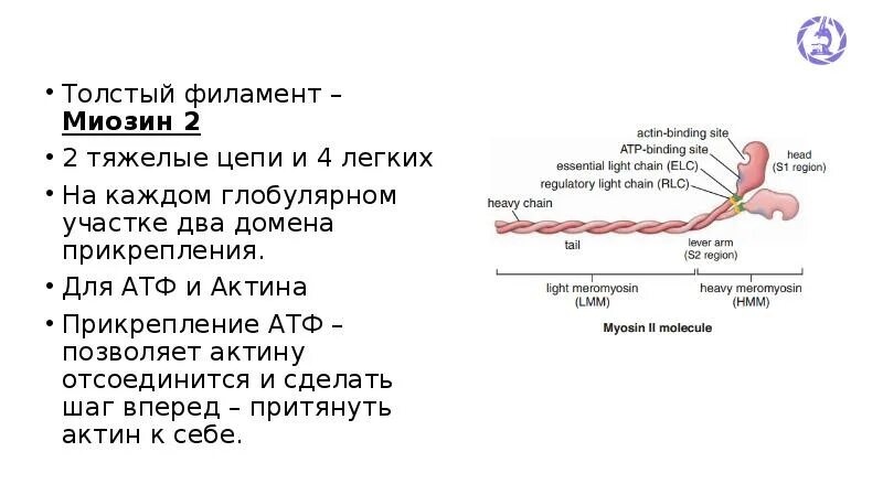 Миозин 2. Строение миозиновых филаментов. Строение Толстого филамента. Структура толстых филаментов. Миозин мышечной ткани