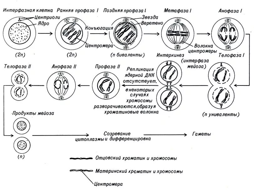 Стадии мейоза таблица. Фазы мейоза таблица с рисунками. Схема митоза и мейоза. Стадии мейоза таблица с рисунками. Выбрать характеристики относящиеся к мейозу