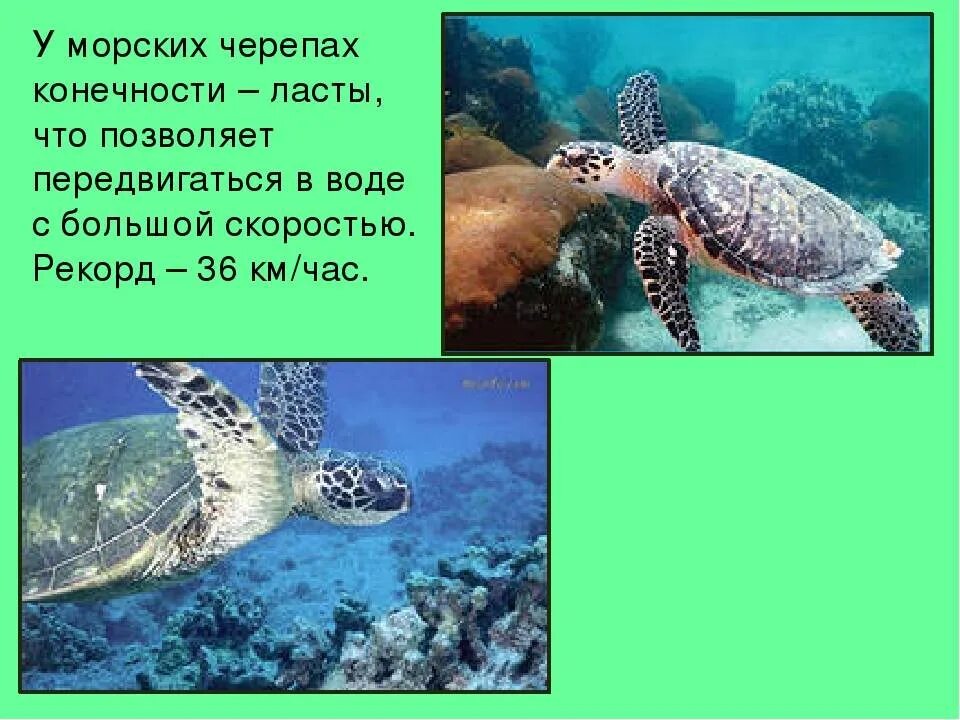 Черепаха бисса интересные факты. Красная книга рассказ о морской черепахе. Сведения о зелёной морской черепахи. Морская черепаха доклад. Зеленая морская черепаха из красной книги доклад 4 класс.