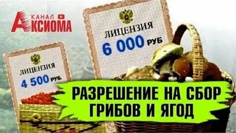 Сбор ягод налог