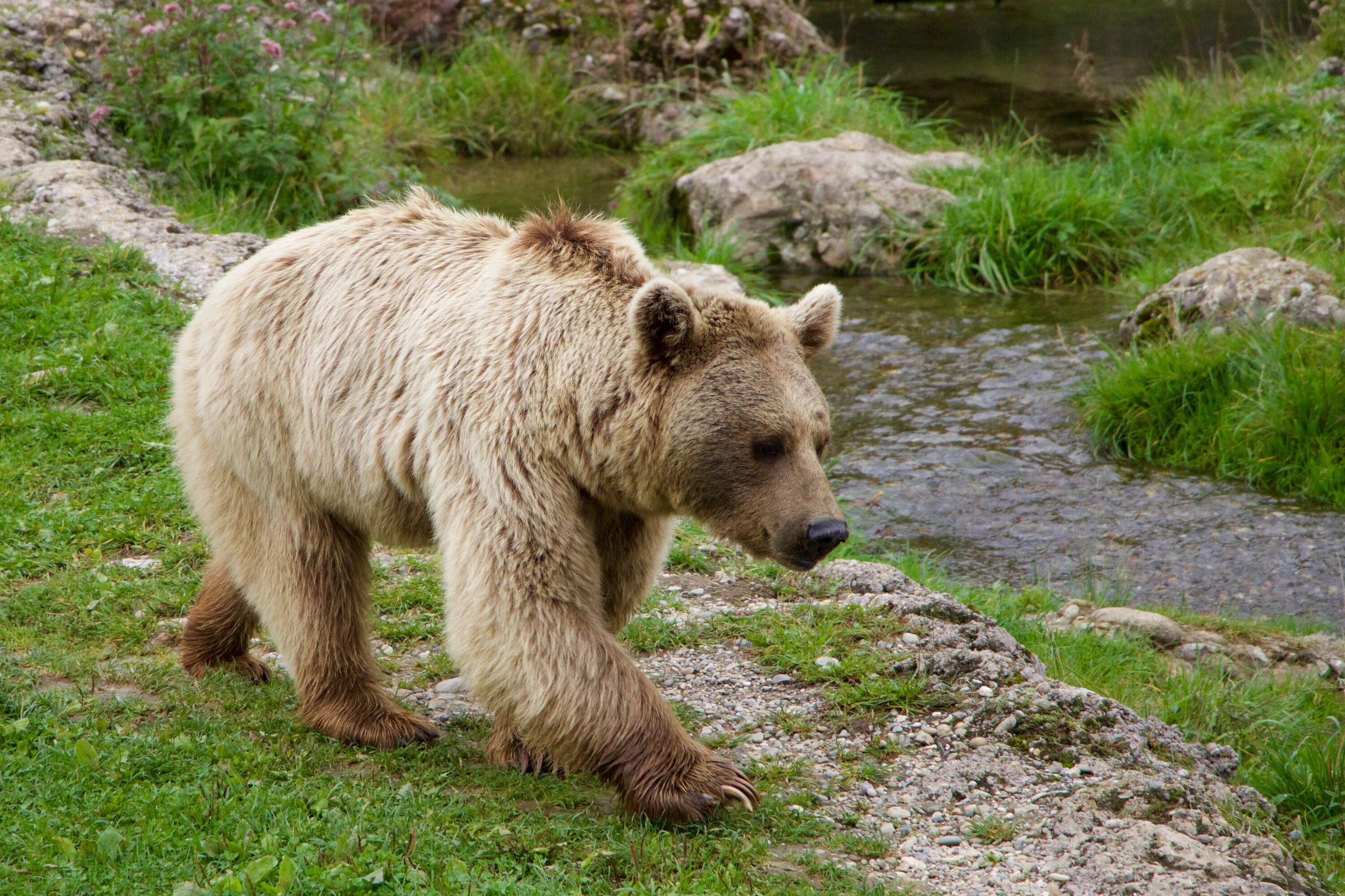 Тянь-Шанский бурый медведь. Сибирский бурый медведь. Сирийский бурый медведь. Европейский бурый медведь. Скорость сибирского медведя