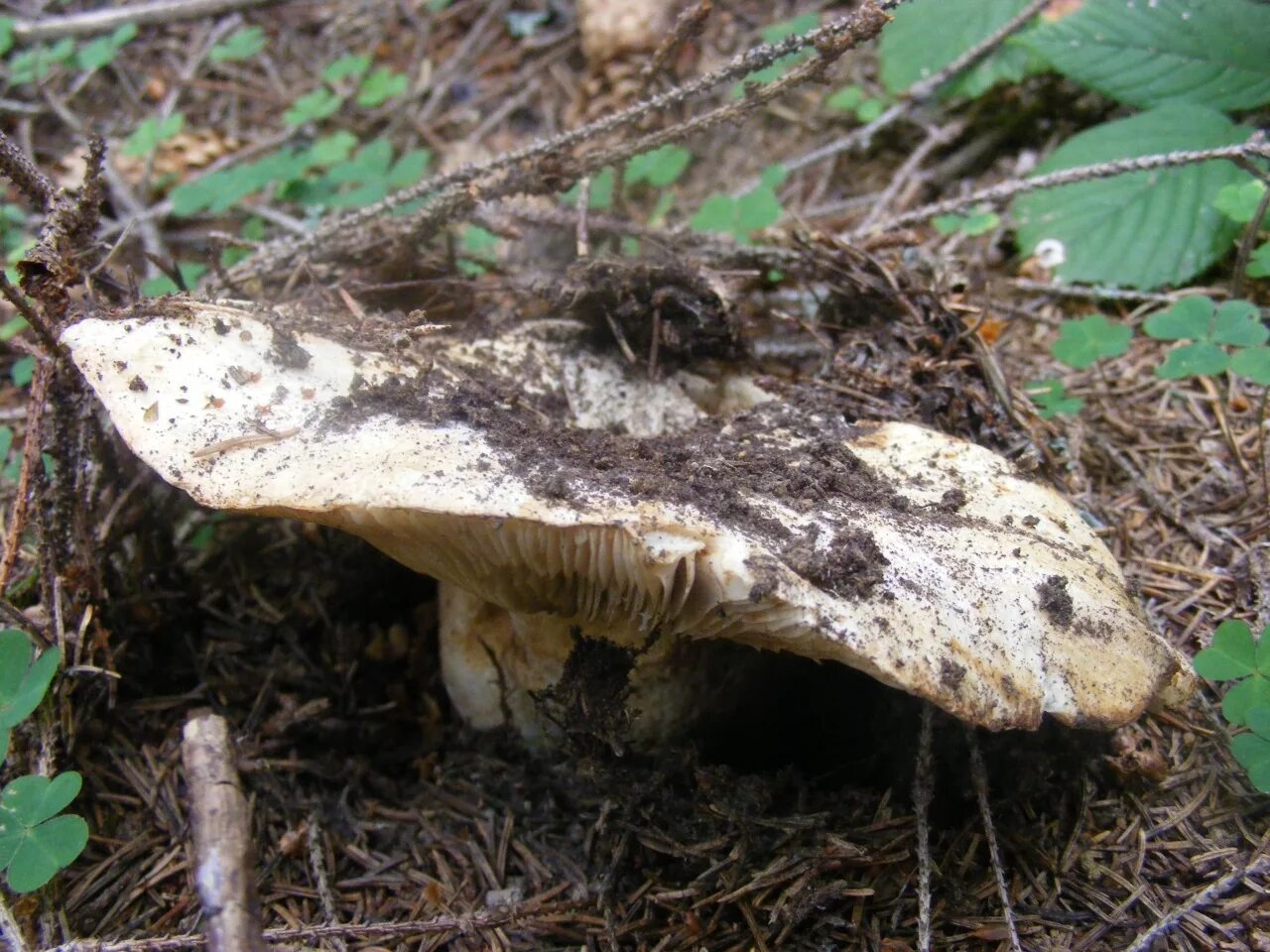 Чернеющий список. Russula Delica (подгруздок белый). Подгруздок белый сухой груздь Russula Delica. Подгруздок частопластинчатый. Гриб Беляк белый подгруздок.