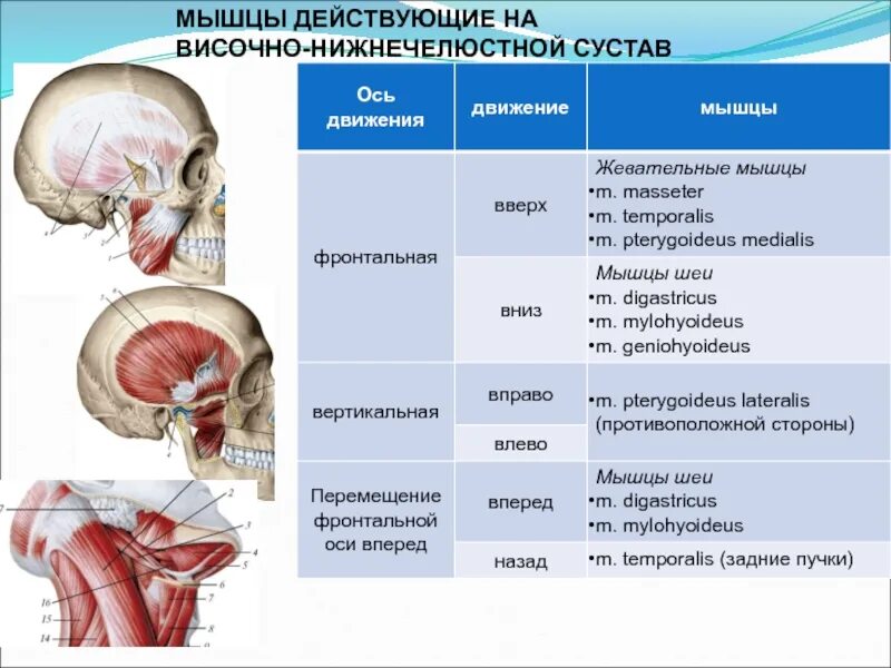 Иннервация мышц действующих на височно нижнечелюстной сустав. Мышцы действующие на височно-нижнечелюстной сустав. височно-нижнечелюстной сустав:строение, форма движения мышцы,. височно-ниже чеюстной суустав мышцы. мышцы обеспечивающие движение в височно нижнечелюстном суставе.